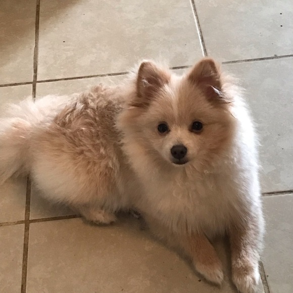 Meet your Posher, Selena - Picture 4 of 6